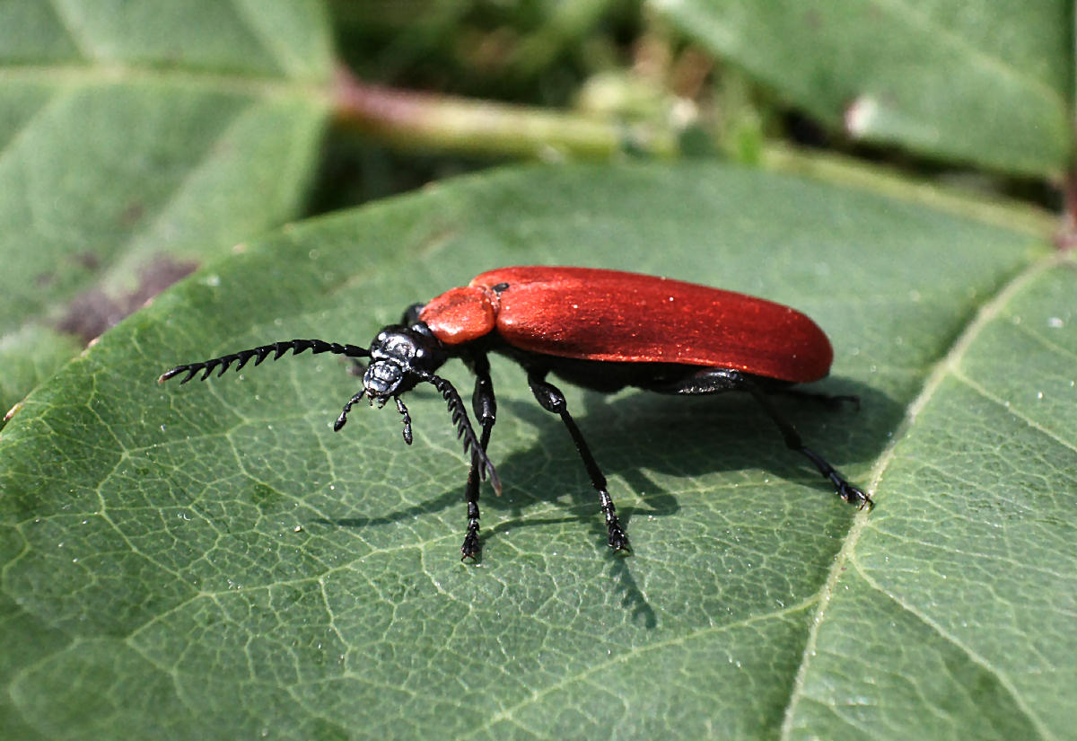 Pyrochroa coccinea